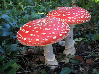 Red mushroom