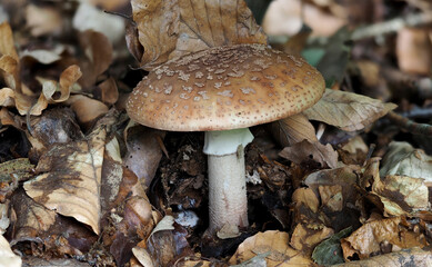 Amanita rubescens