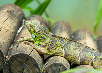 green lizard on a tree