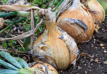 Close up of large ripe Onion 'Ailsa Craig' growing in the earth in rows on allotment. Big onions...