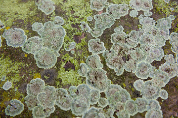 On a damp stone, roundish moss lichens grow in various shades of green.