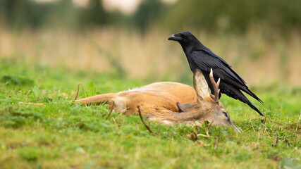 Common raven, corvus corax, feeding on a dead roe deer, capreolus capreolus, buck in autumn nature. Black bird scavenging on prey laying on the ground with copy space.
