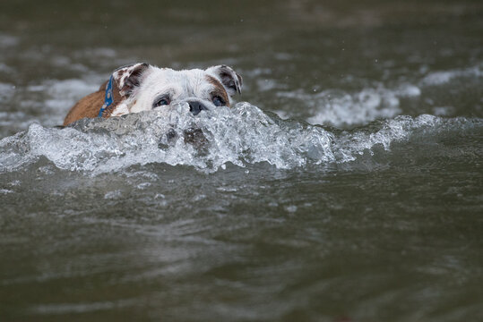 Isolated English bulldog swimming in a river