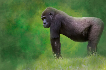 a gorilla standing in a green field of grass