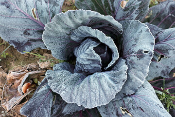 Fototapeta na wymiar Frosted red cabbage on a field just before harvest