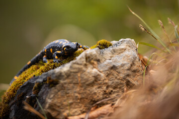 Slow fire salamander, salamandra salamandra, crawling on a rock in autumn nature. Spotted amphibian approaching from a front view in fall. Black animal in wilderness.