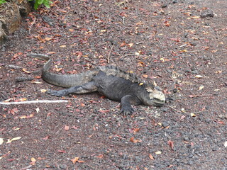 Die Meerechse, Amblyrhynchus cristatus, ist eine endemische Art von Leguanen, die nur auf den Galapagos-Inseln, Ecuador, vorkommt.