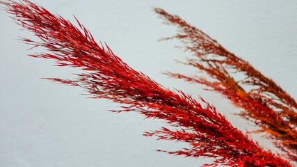 Decorative red dried flower on the white background