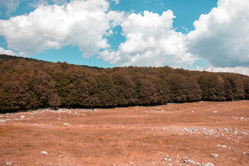 natura prato alberi e cielo