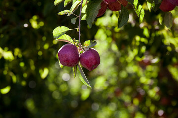 Apples in early morning light in the Qadisha valley, Lebanon.