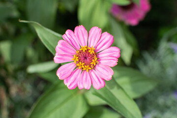Obraz premium Rosafarbene Zinnien Blüte