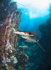 Coral reef with Great hammerhead shark.