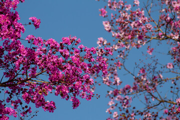 moldura de pequenas flores cor-de-rosa com céu azul ao fundo.