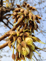 Bud's and flowers of Madhuca Longifolia