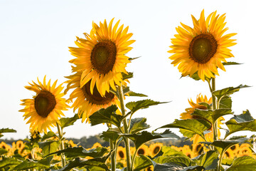 Sunflowers in the setting sun 