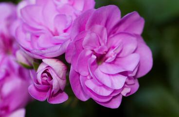 rhododendrons, rhododindrons,