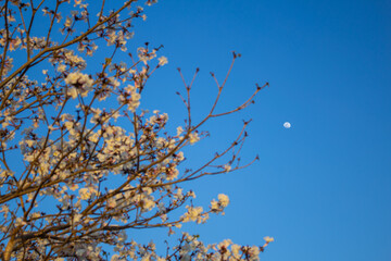 Galhos de ipê branco carregado de flores com céu azul e lua ao fundo.