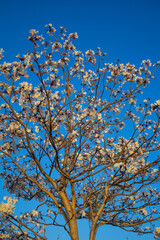 Galhos de ipê branco carregado de flores com céu azul ao fundo.