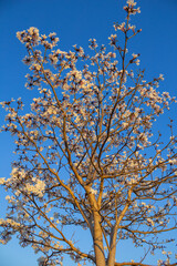 Galhos de ipê com flores brancas e céu azul.