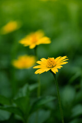 Obraz premium chrysanthemum