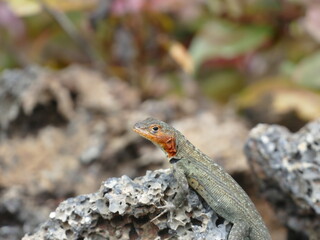 Die Galapagos Lavaeidechse, Microlophus albemarlensis, ist eine Spezies, die auf den Galápagos-Inseln endemisch ist. Die Weibchen haben eine rote Kehle.
