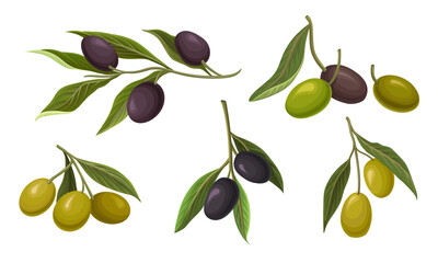 Branches of Green and Black Olives Vector Set