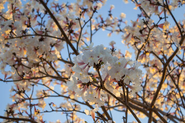 Galhos com flores brancas e céu azul ao fundo.