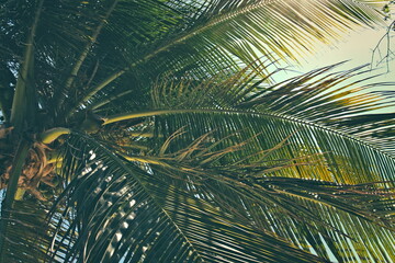Palmen auf Key West