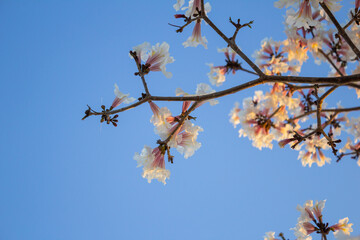 Galho de ipê branco com flores com céu azul ao fundo.