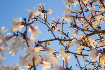 Galhos de ipê com flores brancas e céu azul.