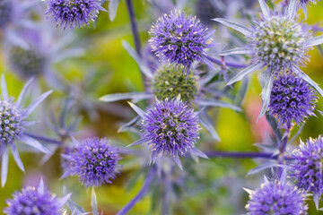 Echinops blooming in the garden, beautiful purple flower