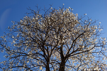 Ipê branco florido com céu azul.
