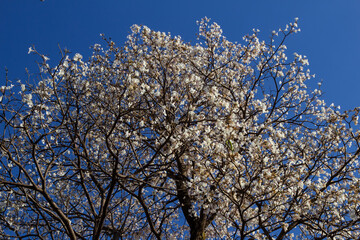 Árvore cheia de flores com céu azul.