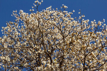 Ipê florido com céu azul.