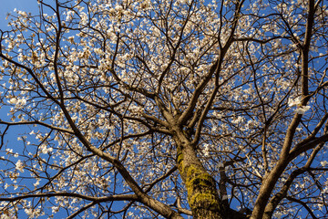 Ipê branco carregado de flores visto de baixo pra cima.