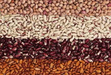 Colorful Striped Rows of Beans