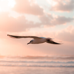 seagull in the sky