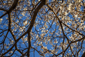 Ip&ecirc; branco visto de baixo com c&eacute;u ao fundo.