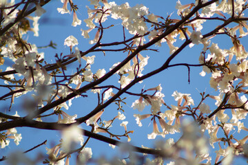 Galhos de ipê branco floridos com céu azul.