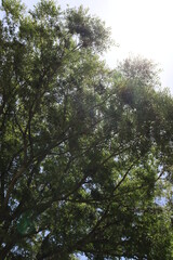 木と空のコラボレーション