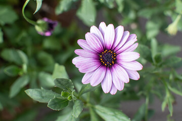 Obraz premium Lilafarbene Kapkörbchen Blüten