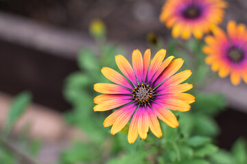 Obraz premium Orange- und lilafarbene Kapkörbchen Blüten