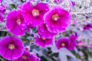 Fototapeta na wymiar Violet Alcea rosea blooming in the Botanical garden. Beautiful flowers.