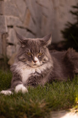 maine coon