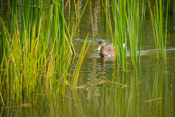 Duck swimming in the blue lake
