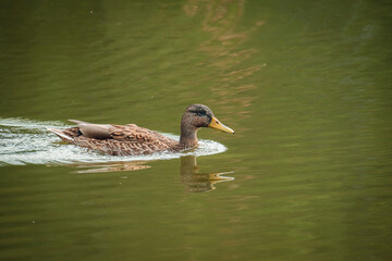 Duck swimming in the blue lake