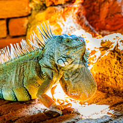 Green iguana iguana, also known as the American iguana in the loophole of an ancient fort, the southernmost point of the USA, Key West