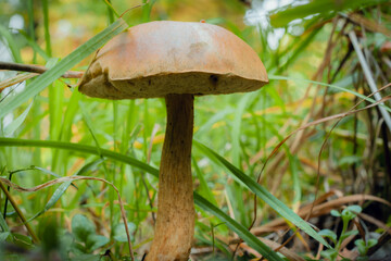 Boletus edulis edible mushroom in the forest
