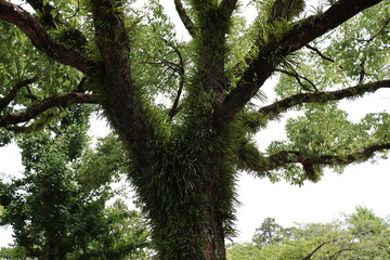日本の歴史ある樹木