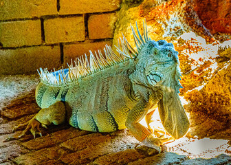 Green iguana iguana, also known as the American iguana in the loophole of an ancient fort, the...
